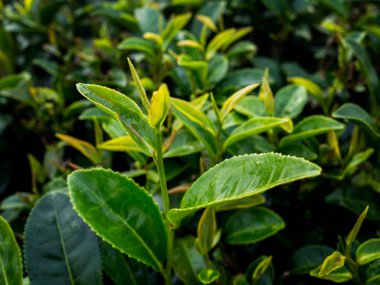 Sabahları çay kapatır 