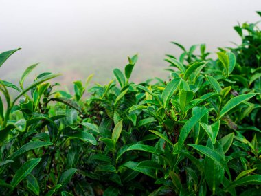 Sabahları çay kapatır 