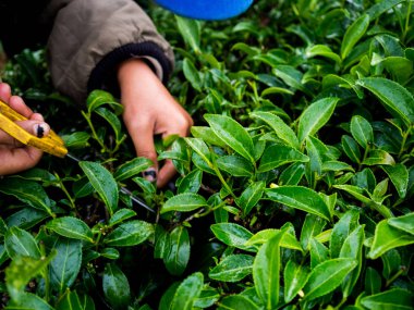 Sabahları çay kapatır 