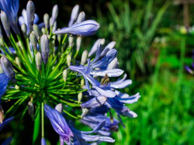 Çiçek açan Agapanthus veya Nil zambak. Yakın çekim