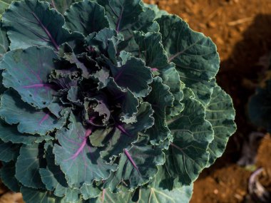 Kırmızı lahana, filiz vegetables(Close up detay).