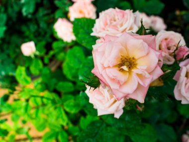 bir bahçe gül çiçek.