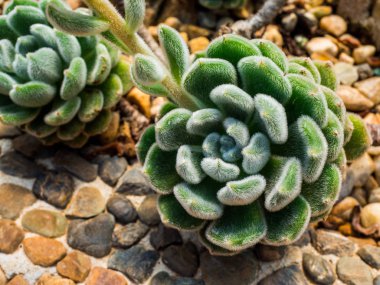 Echeveria 'Doris Taylor', güzel etli bitki.