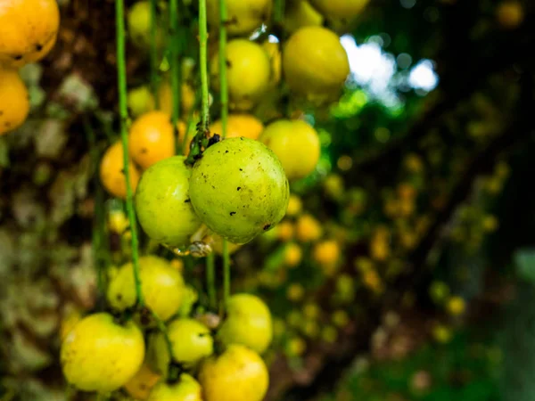 rambeh (Tay meyve) rambi ağaç üzerinde.