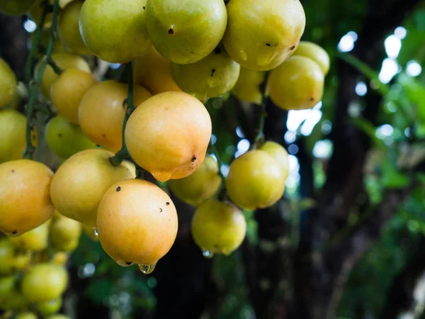 rambeh (Tay meyve) rambi ağaç üzerinde.