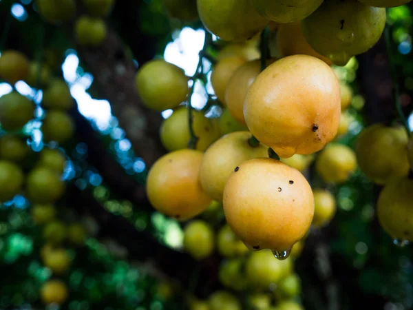 rambeh (Tay meyve) rambi ağaç üzerinde.