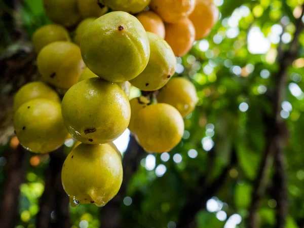 rambeh (Tay meyve) rambi ağaç üzerinde.