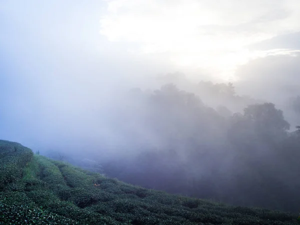 Hmong Hill Tribe Sklizeň Čajovníku Ráno Rai Cha 2000 Doi — Stock fotografie