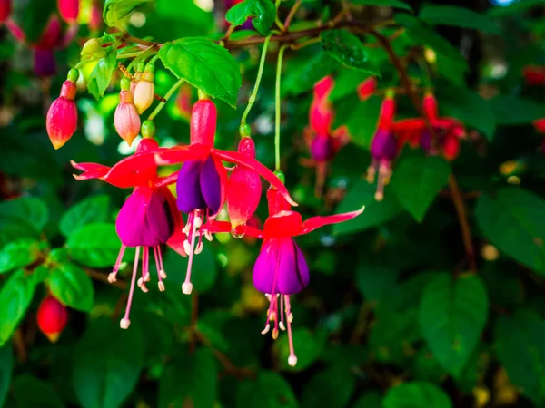 Beautiful Fuchsia Magellanica Flower Hanging Fuchsia Flowers Garden — Stock Photo, Image