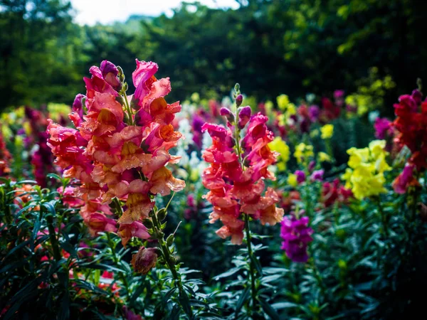 Snapdragon Kwiaty Ogrodzie — Zdjęcie stockowe