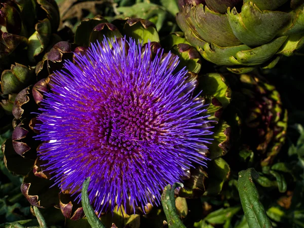 Artichokes Purple Flowers Garden Give Delightful Displays Summer — Stock Photo, Image