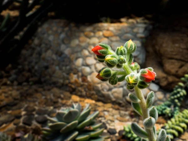 Echeveria Doris Taylor Hermosa Planta Suculenta —  Fotos de Stock