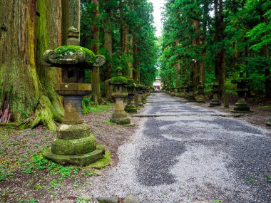 Fujiyoshida Sengen Tapınak, taş fenerler ve uzun boylu sedir ağaçları, Japonya - Eylül 2018 tarafından kaplı uzun bir yaklaşım.