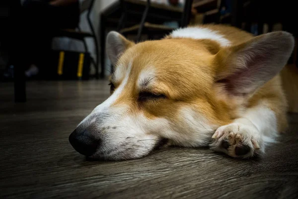 Un lindo galés corgi pembroke disfruta en una casa —  Fotos de Stock