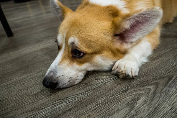 Un lindo galés corgi pembroke disfruta en una casa —  Fotos de Stock