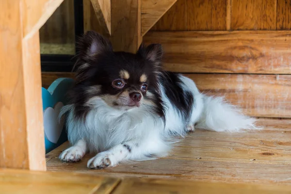 Perro chihuahua divertido posando en una casa —  Fotos de Stock