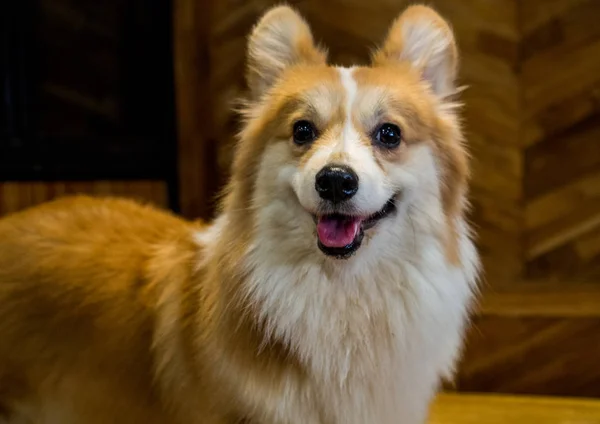 Un lindo galés corgi pembroke disfruta en una casa —  Fotos de Stock