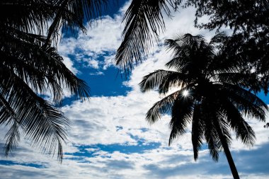 Gökyüzünün altında Hindistan cevizi ağacı yaprakları.