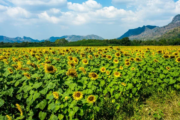 Sonnenblumenfeld, Sonnenblumen bei khao jeen lae, Provinz Lopburi, — Stockfoto