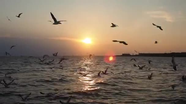 Gaviota Está Volando Maravillosamente Cielo Fondo Del Atardecer — Vídeo de stock