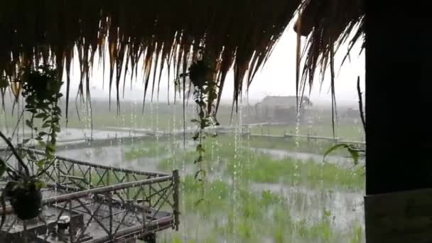 Een Regende Dag Buiten Rijstvelden Tijdens Het Regenen Seizoen Regen — Stockvideo