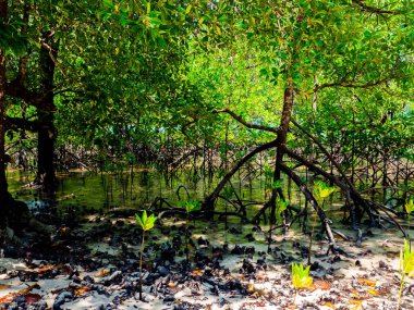 Surin Adası veya Mu Koh Surin Ulusal Parkı, Phang-nga, Tayland 