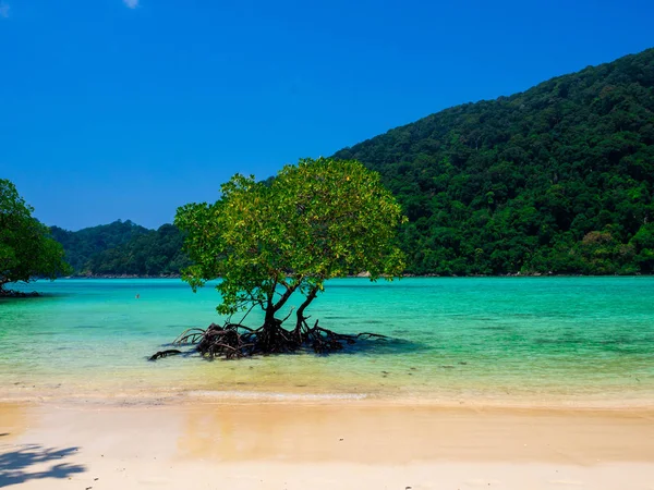 Praia em Mu Koh Surin ou Surin Island, Tailândia — Fotografia de Stock
