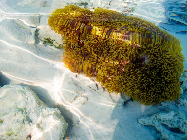 Peces payaso en su anémona anfitriona en el Parque Nacional de las Islas Surin, Phang-nga, Tailandia: marzo 2019 — Foto de Stock