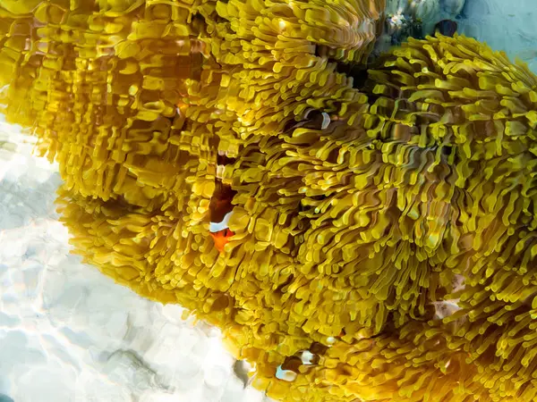 Peces payaso en su anémona anfitriona en el Parque Nacional de las Islas Surin, Phang-nga, Tailandia: marzo 2019 — Foto de Stock