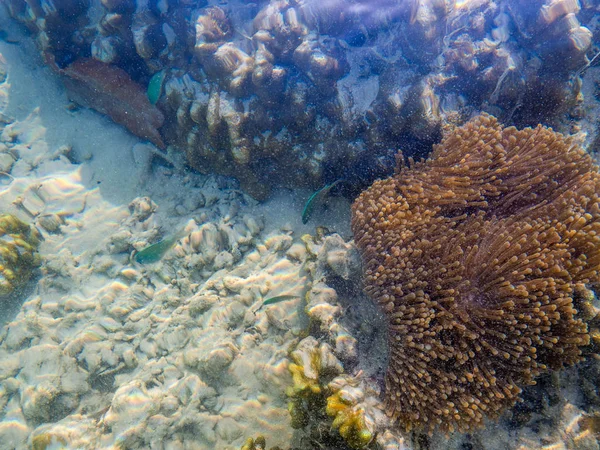 Coral en la playa en el parque nacional de las islas Surin, Phang Nga. Tailandia: marzo 2019 — Foto de Stock