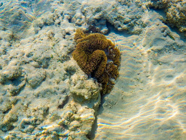 Coral en la playa en el parque nacional de las islas Surin, Phang Nga. Tailandia: marzo 2019 — Foto de Stock