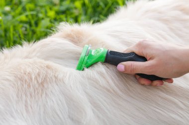 Kadın, metal tarak ile Golden Retriever köpeğini tarıyor..