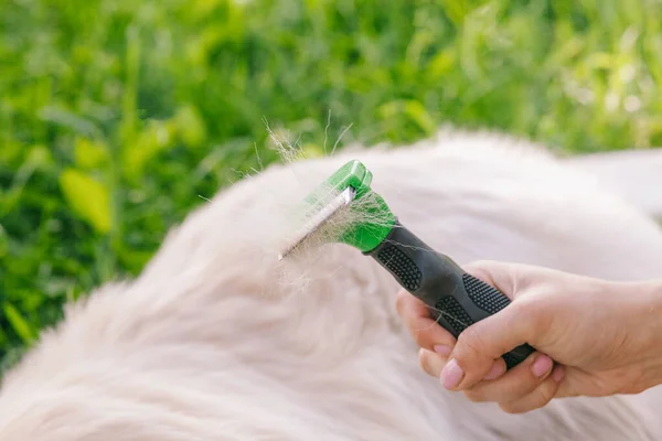 Pettini donna Golden Retriever cane con un pettine governare metallo . — Foto Stock