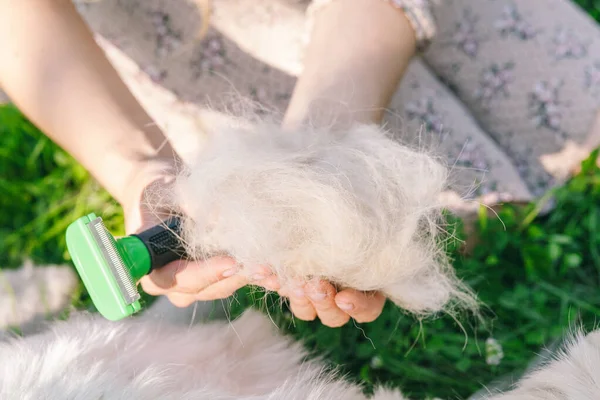 Mulher penteia cão Golden Retriever com um pente de metal grooming . — Fotografia de Stock