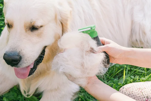 Nő fésüli Golden Retriever kutya egy fém ápoló fésű. — Stock Fotó