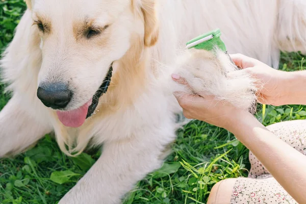 Fiatal nő fésüli a kutya golden retriever a parkban. — Stock Fotó