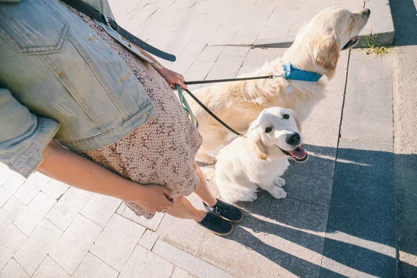 Портрет девушки с двумя золотыми собаками-ретриверами в парке с закатом — стоковое фото