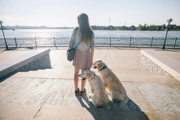 Rear view of a beautiful girl and her dogs on a morning walk with two golden retrievers. — стоковое фото
