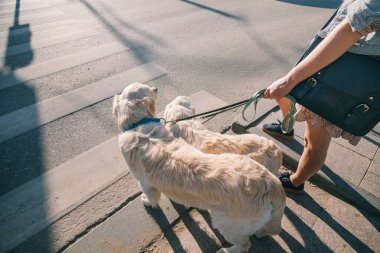 Parkta gün batımlı iki golden retriever köpeği olan bir kızın portresi.