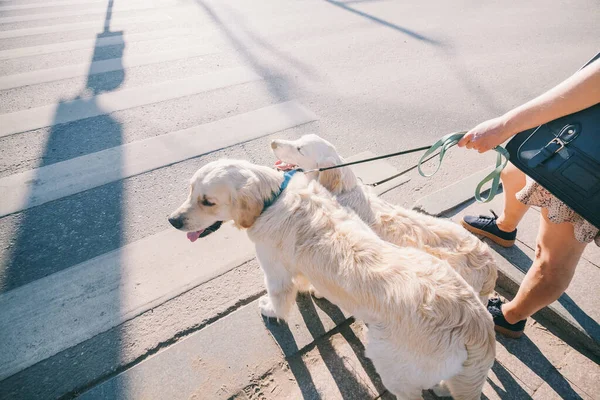 Портрет дівчини з двома золотими собаками-ретриверами в парку з заходом сонця — стокове фото