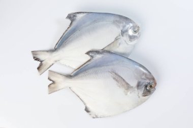 Degutted beyaz pomfret balık beyaz zemin üzerine temizlenmiş 