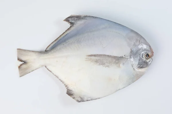 Pulito Sventrato Pesce Pomposo Bianco Sfondo Bianco — Foto Stock