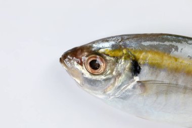 Ham taze küçük sarı çizgili tervally bantlı ince balık 