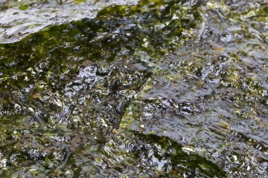 Derin Kızarmış Yeşil Yosun İnce Cips Gevrek Snack 