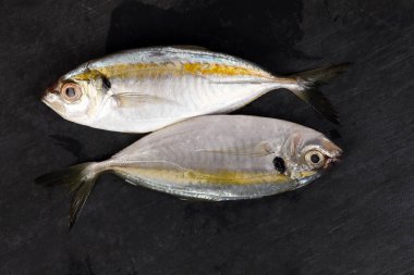 Ham taze küçük sarı çizgili tervally bantlı ince balık 