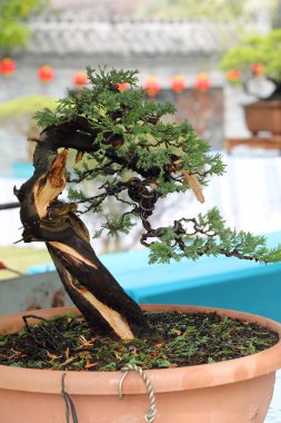 Bonsai ağacı açık gün ışığı 
