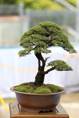 Bonsai ağacı açık gün ışığı 