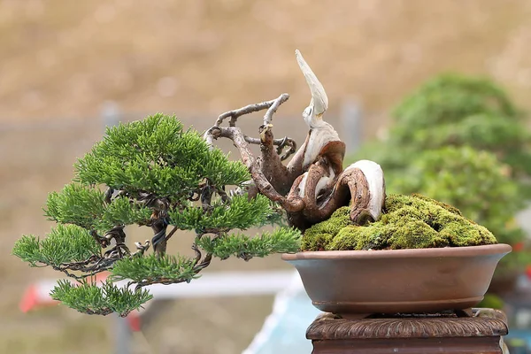 Bonsai Baum Freien — Stockfoto