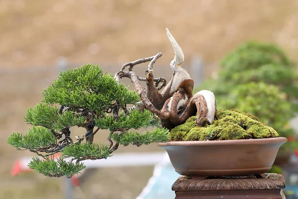 Bonsai ağacı açık gün ışığı 