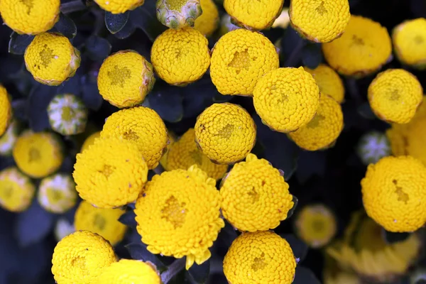 Gelbe Taste Blume Spitze Ansicht Hintergrund Outdoor Tageslicht — Stockfoto